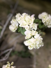 Bougainvillea