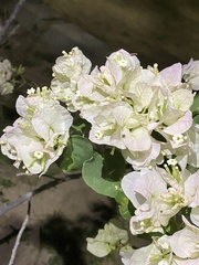 Bougainvillea