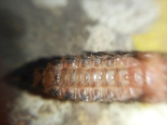 Progomphus lambertoi