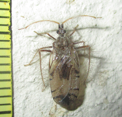 Holoptilus nebulosus