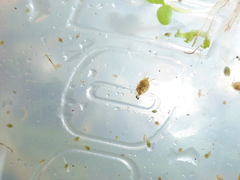 Simocephalus