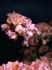 Bougainvillea