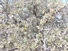 Quercus john-tuckeri