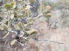 Quercus john-tuckeri