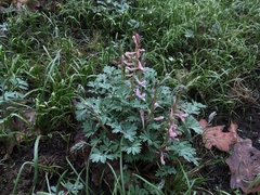 Corydalis glaucescens