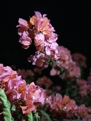Bougainvillea
