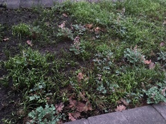 Corydalis glaucescens