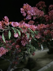 Bougainvillea
