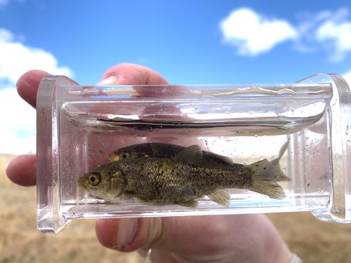 Lahontan tui chub