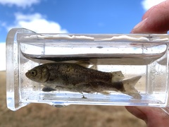 Siphateles bicolor 4