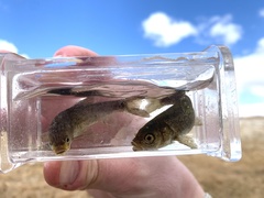 Siphateles bicolor 4