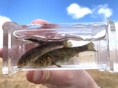 Siphateles bicolor 4