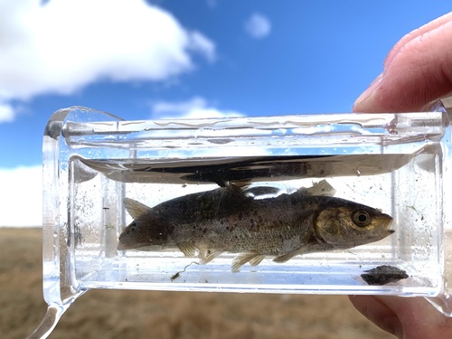 Lahontan tui chub