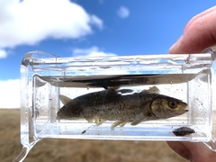 Siphateles bicolor 4