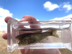 Siphateles bicolor 4