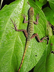 Anolis ventrimaculatus