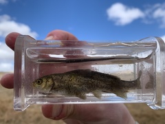 Siphateles bicolor 4