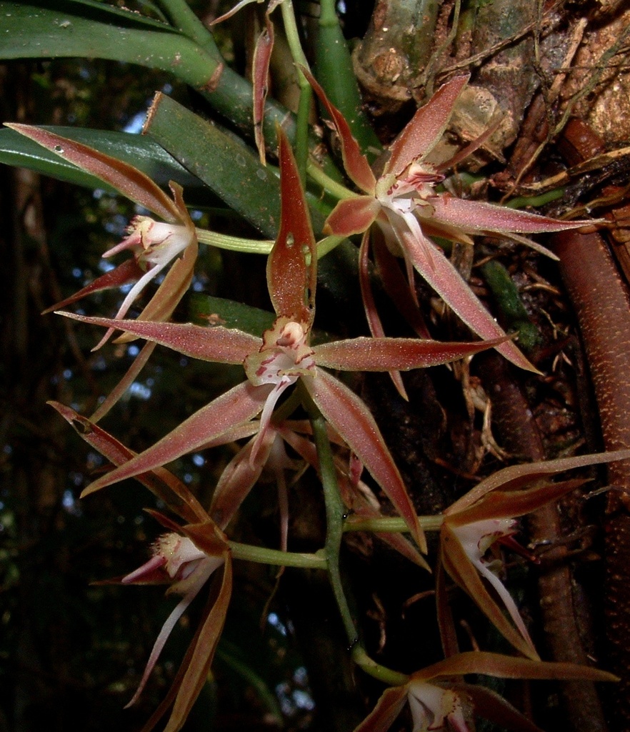 Macradenia brassavolae