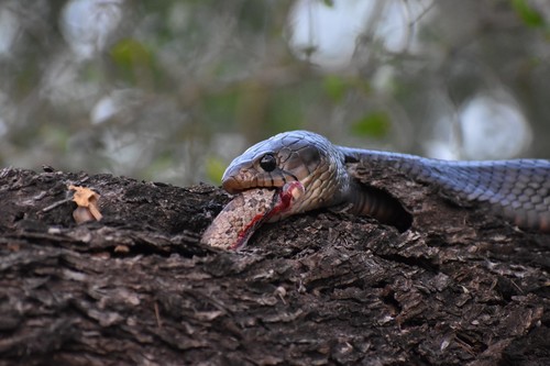 Central American Indigo Snake, Texas, US, photo 7 of 10