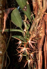 Macradenia brassavolae