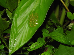 Nymphargus grandisonae