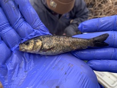 Siphateles bicolor 4