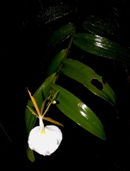 Epidendrum eburneum