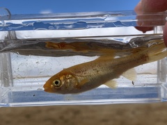 Siphateles bicolor 4