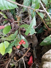 Sarcandra glabra