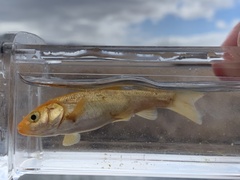 Siphateles bicolor 4