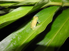 Nymphargus grandisonae