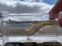 Siphateles bicolor 4