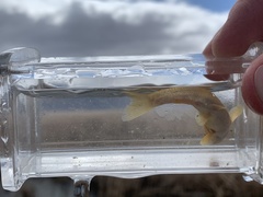 Siphateles bicolor 4