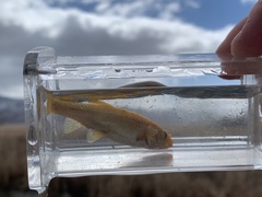 Siphateles bicolor 4