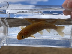 Siphateles bicolor 4