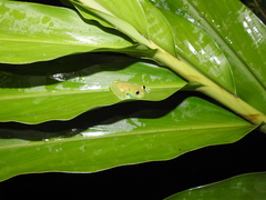Nymphargus grandisonae