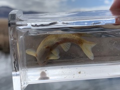 Siphateles bicolor 4