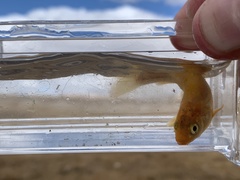Siphateles bicolor 4