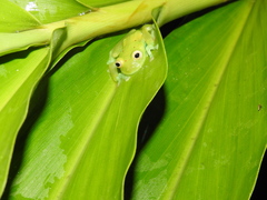 Nymphargus grandisonae