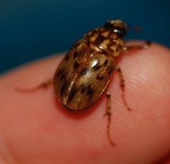 Cyclocephala fulgurata
