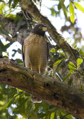 Rupornis magnirostris