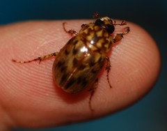 Cyclocephala fulgurata