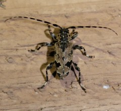 Graphisurus triangulifer