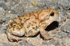 Uperodon systoma