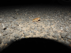 Uperodon systoma