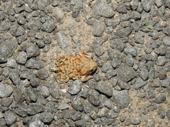 Uperodon systoma