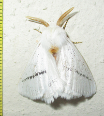 Phiala