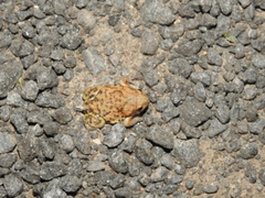 Uperodon systoma
