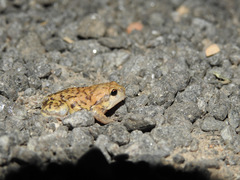 Uperodon systoma