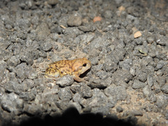 Uperodon systoma